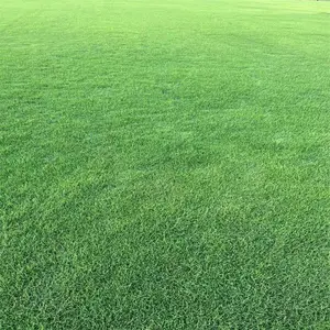 出售百慕大草坪 道路建设草皮 护坡固堤保土 PH=3.0