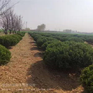 ������ ��ֲ���� ��������ľ���� ˧�����ͷ�������