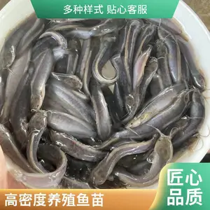 港发水产 塘鲺鱼苗 本地塘鲺鱼苗 市场行情好 成鱼收购价可观
