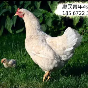 �����������꼦��ֳ���������ֵ������꼦 ����60�쵰��
