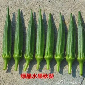 绿晶水果秋葵种子
