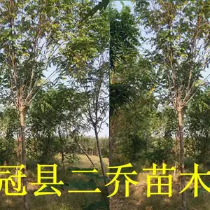 聊城8公分香花槐种植基地