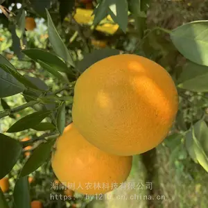 耐储存卡拉红肉嫁接脐橙树苗_树人农林红肉脐橙树苗供应