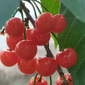 ������ӣ����,�������ڷ���,�㽭ӣ������������