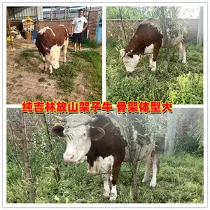 五六个月 西门塔尔牛犊子 多少钱一只