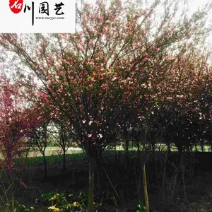 �ɶ���˿���Ĺ�Ӧ-���κù���-��԰ͥԺ�̻���ľ-8���ִ�˿���ļ۸�