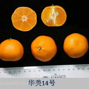 四川华美7号柑桔苗哪里有卖,广西华美7号柑橘枝条哪儿有