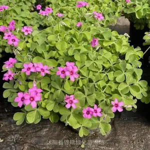 红花酢浆草俗称红花草 庭院住宅小区绿化 园林花坛花境地被造景