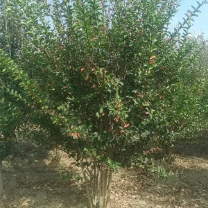 Դ����ľ ��Ӧ������ޱ ��ޱС�� ��ޱ���� СҶ��ޱ �̻���ľ