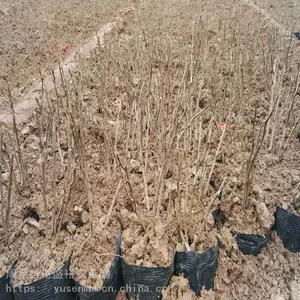 ������ľ���� ���߾� ���ӻ���԰�� ��צ��