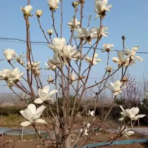 安波玉兰树苗花圃