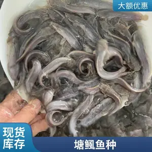 塘鲺鱼苗 本地塘鲺鱼苗 渔场现捞现发 保障鱼苗鲜活状态 港发水产