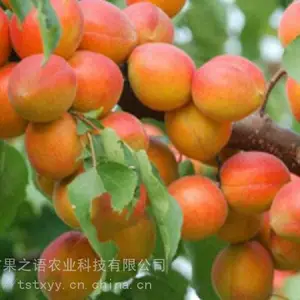 ������ݮ�籨��