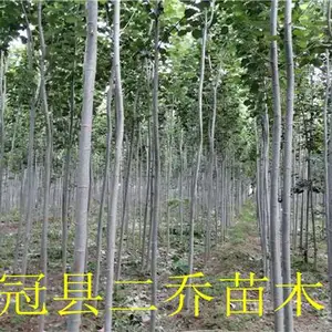 10����խ��ë��������