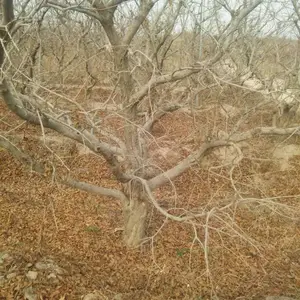 ����ʯ��������ʯ���������У�12����ʯ������15����ʯ������20����ʯ����