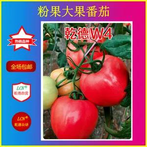 乾德W4、粉果番茄种子、抗TY番茄种子
