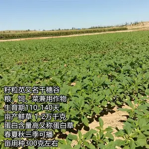 ���������������������߲˼���ֲ��������������ǿ��������