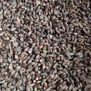 荒山绿化树种侧柏种子供应 昊天园林侧柏种苗基地