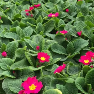 长期出售报春花杯苗-红花黄花紫花-花境花海色块苗-节庆租摆草花-成都花卉基地