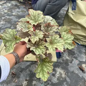 多色矾根基地 批发矾根工程苗 14杯矾根绿化苗 精品矾根杯苗