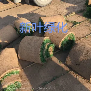 锦州新叶草坪基地、锦州哪有草坪、锦州本地意思草坪、沈阳哪有草坪、辽阳哪有草坪