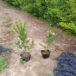 �����춹ɼ�� �Ѳ��춹ɼ���� Ǥ��춹ɼ��۸� ������������
