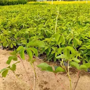 ��Ҷ�ؽ� ������Ӧ ���͹�Ӧ�̼� ˧��԰�ճ�