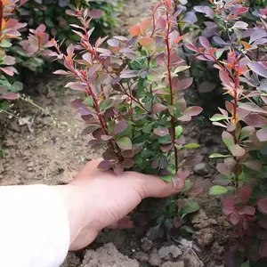 �컨��ľ���ľС�����ľ���Թ����̻���ľ���綬�����̻�������