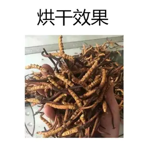 ��ݺ�ɻ� С��ҩ�ĺ���豸 ����ֱ��