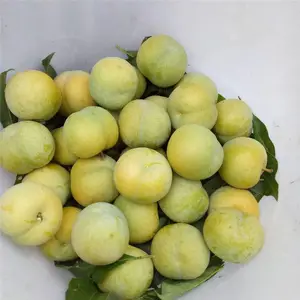 蜂糖李子树苗产地 1公分蜂糖李子树苗哪里便宜