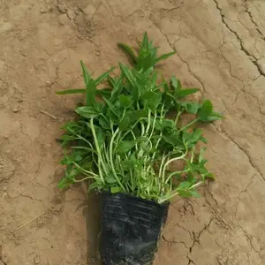 ����ǧ���� ��·�ݻ� ǧ��������