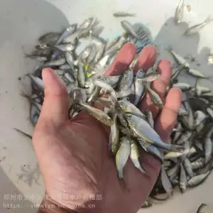 河南鱼苗郑州市鱼苗批发黄河鲤鱼苗草鱼苗白鲢苗花鲢苗黄河滩万亩鱼塘基地