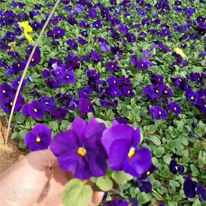 新上市三色堇 开花 盆栽 冬季绿化草花