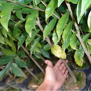 大量批发0.8cm起优质沉香大苗 苗场直批名贵树种沉香树苗量大从优