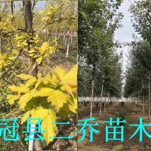 山东金叶复叶槭产地在哪