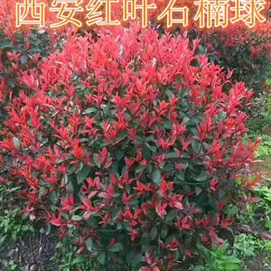 安康红叶石楠-红叶石楠绿篱-红叶石楠球叶子枯萎-独杆红叶石楠球价格
