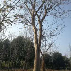 50-80高无患子苗,地径10公分无患子