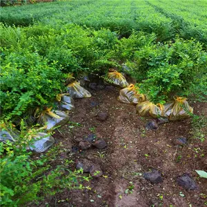 ����СҶŮ��-������ľ����-СҶŮ������ɫ��