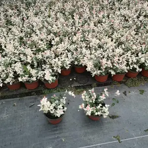 ��Ҷ��ʯ�������Բ���������Ҷ��ʯ������������Ҷ��ʯ��������