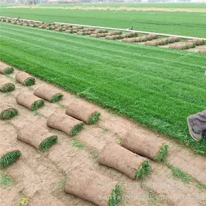 出售精品草坪冷季型草皮-耐干旱 易成活 抗病虫害 一手货源
