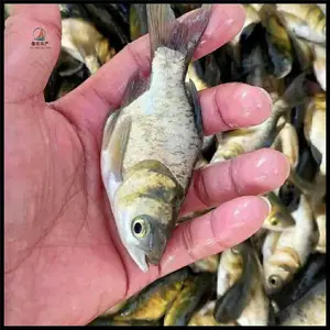 ��Ӧ������������ �ӽ��������� ���Ǵ�ͷ���� ��ӭ������ѯ