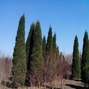 常年供应 蜀桧树苗 3.5米1米2米3米蜀桧塔柏 绿化行道树