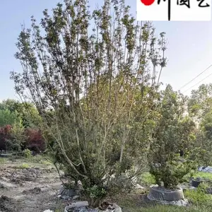 杨梅树工程绿化苗木批发 成都杨梅树苗圃基地 四季常绿果树观赏树 工程园林绿化