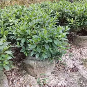 福建绿化毛杜鹃球 大量种植福建漳州毛杜鹃球漳州红花继木球基地叶子花球***价格