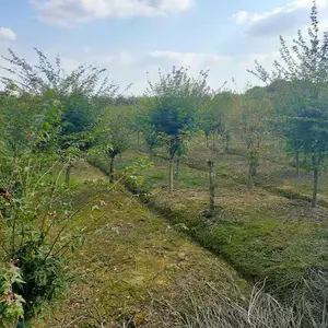 出售红枫树 鸡爪槭树苗 城市行道树用红