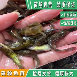 杂交黄鸭叫鱼苗发空运 云丰货源充足品质优良黄颡鱼苗 水花