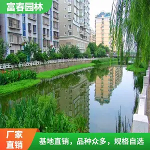 �нӸ���ˮ��ֲ�︡���ӵ��̻���ˮֲ����̬���������̻�����