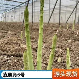 �κ��� 6 ��«������ ������ƽ���� ����ϵ�ӽ�һ�� F1 ����«����