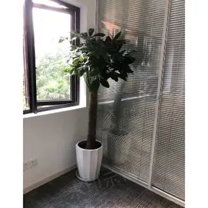 黄浦区租赁公示 贴心服务 上海鑫武景观绿化供应