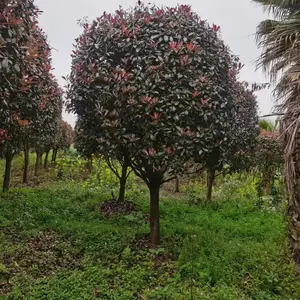 出售8公分红叶石楠树苗 以及各种规格红叶石楠绿篱 小苗 工程苗